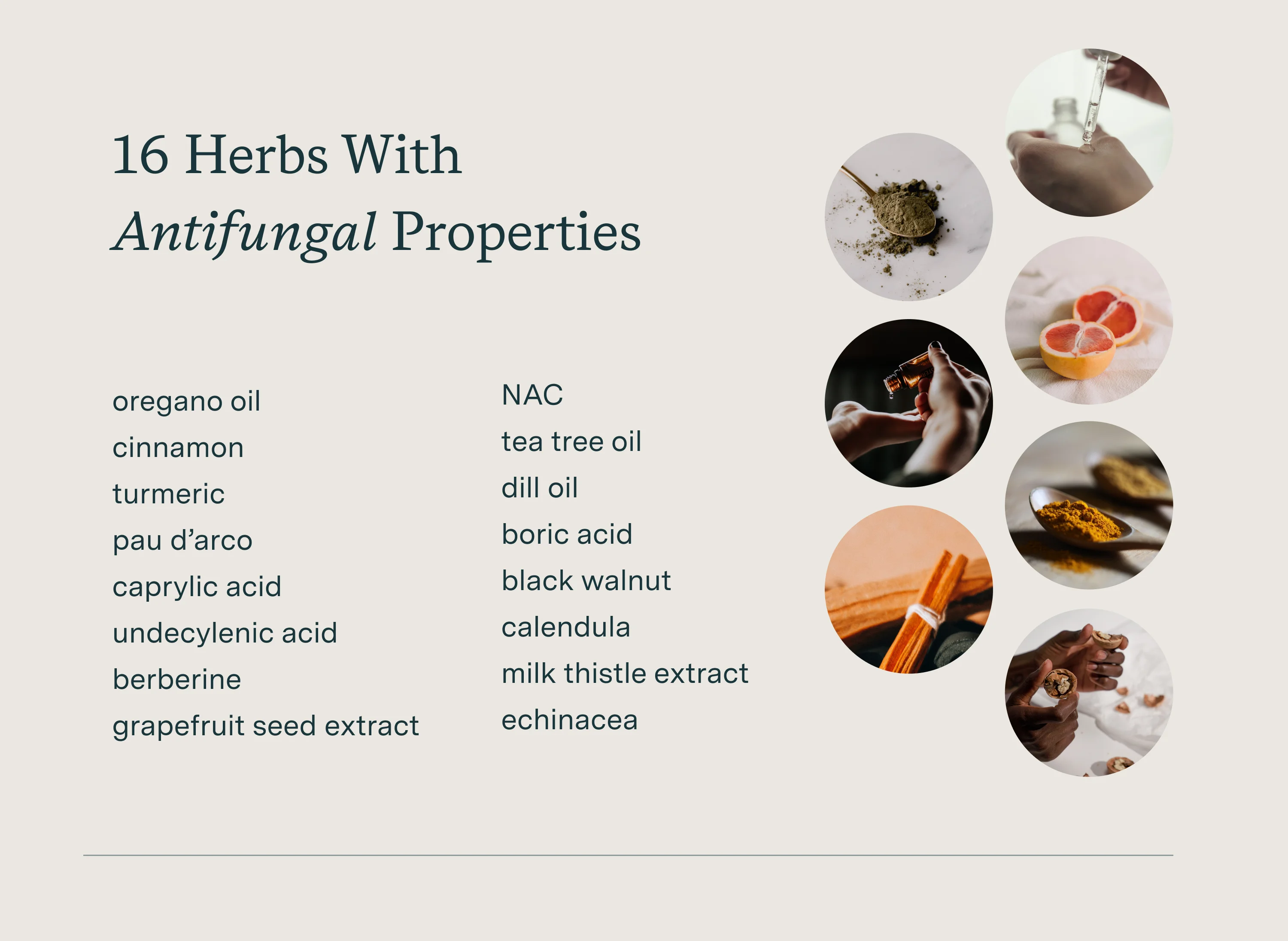 sixteen herbs with antifungal properties infographic